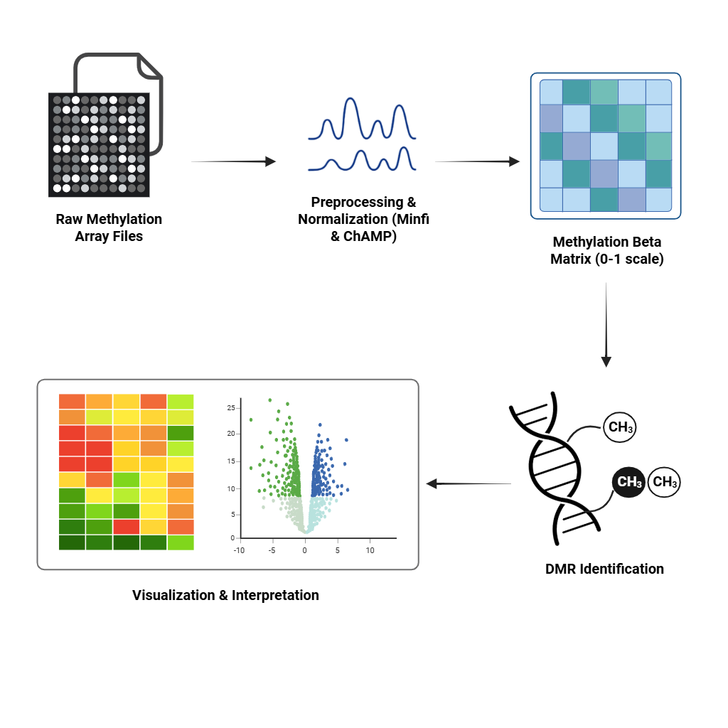 Microarray-DNA-Methylation-Data-Analysis
